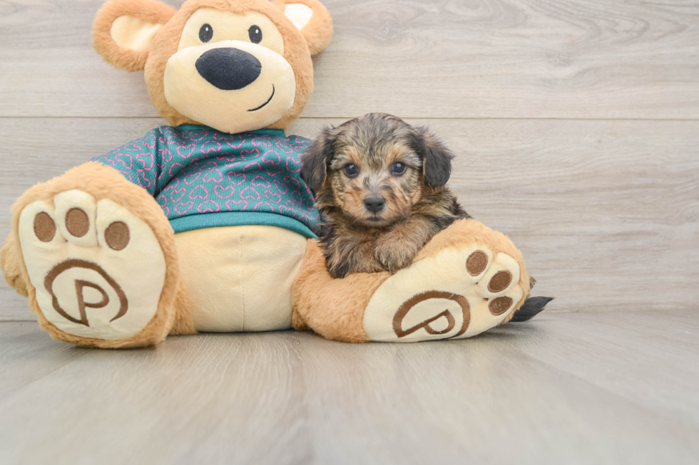 Fluffy Yorkie Poo Poodle Mix Pup