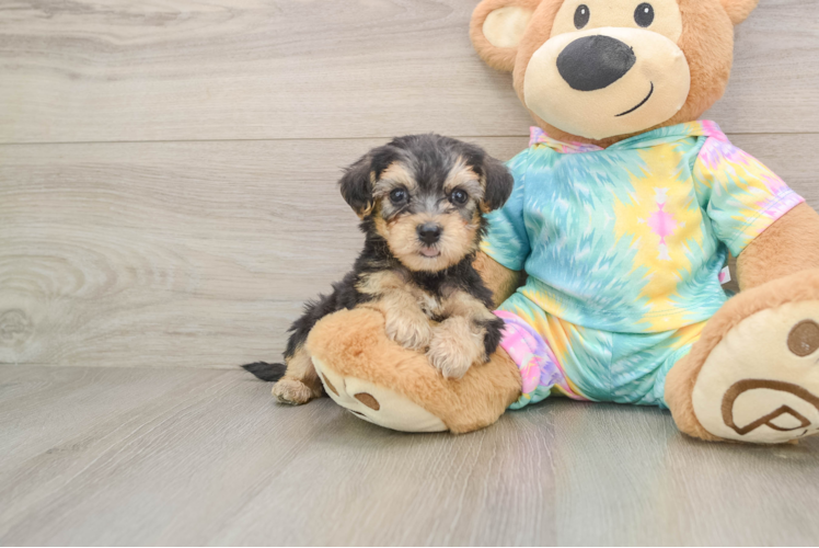 Friendly Yorkie Poo Baby