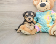 5 week old Yorkie Poo Puppy For Sale - Simply Southern Pups