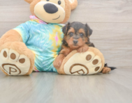 8 week old Yorkie Poo Puppy For Sale - Simply Southern Pups