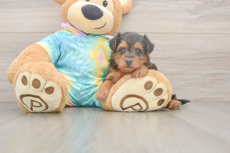 5 week old Yorkie Poo Puppy For Sale - Simply Southern Pups