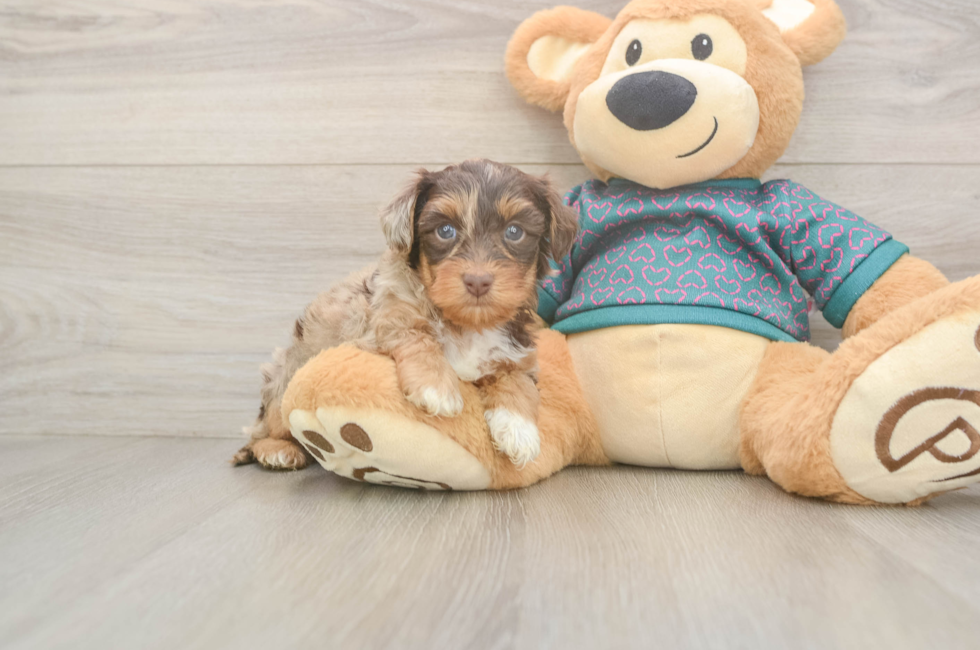 5 week old Yorkie Poo Puppy For Sale - Simply Southern Pups