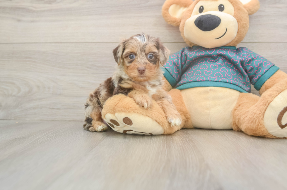 5 week old Yorkie Poo Puppy For Sale - Simply Southern Pups