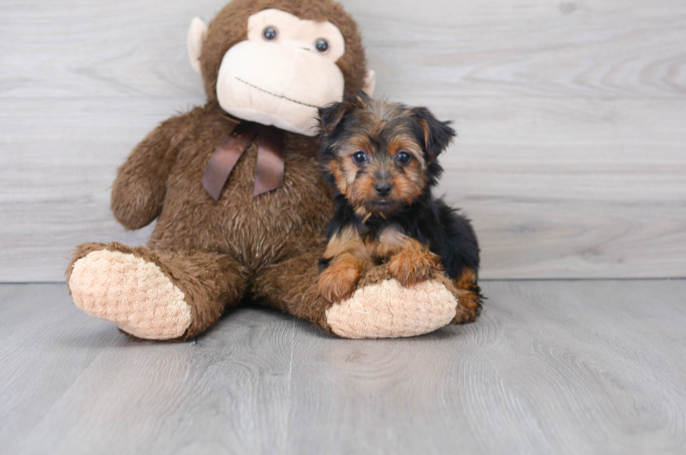 9 week old Yorkshire Terrier Puppy For Sale - Simply Southern Pups