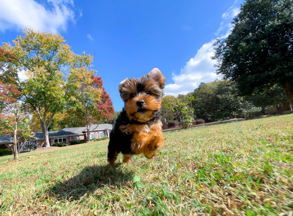 Cute Yorkshire Terrier Baby