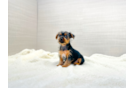 Yorkshire Terrier Puppy for Adoption