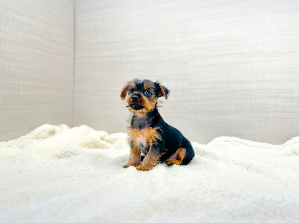 Yorkshire Terrier Puppy for Adoption