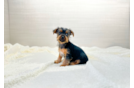 Yorkshire Terrier Puppy for Adoption