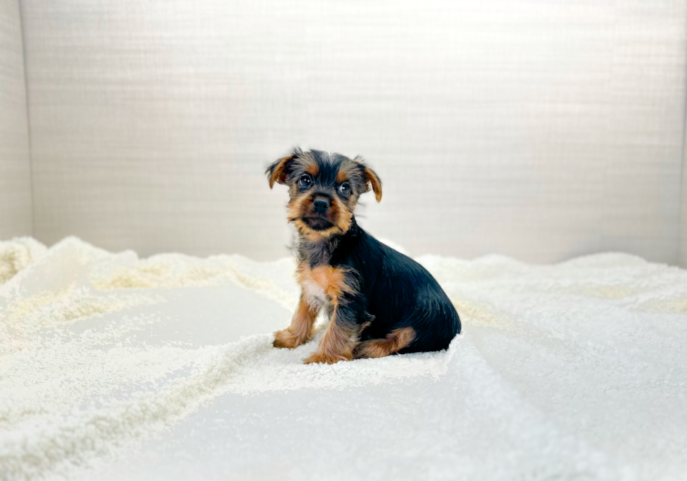 Yorkshire Terrier Puppy for Adoption