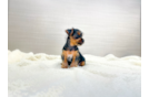 Yorkshire Terrier Pup Being Cute