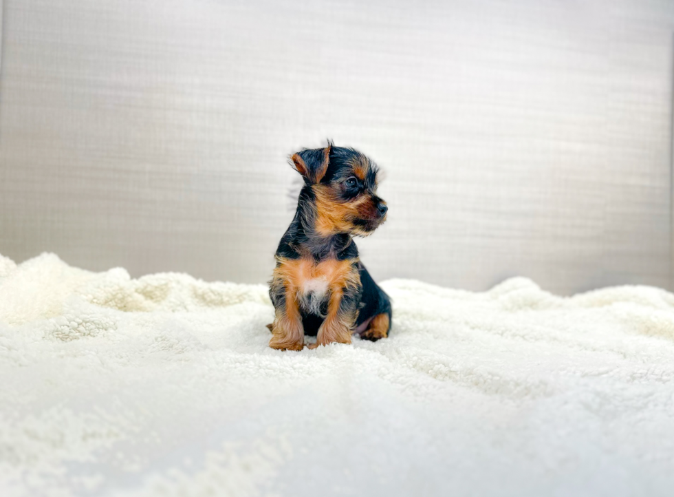 Yorkshire Terrier Pup Being Cute