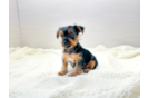 Yorkshire Terrier Pup Being Cute