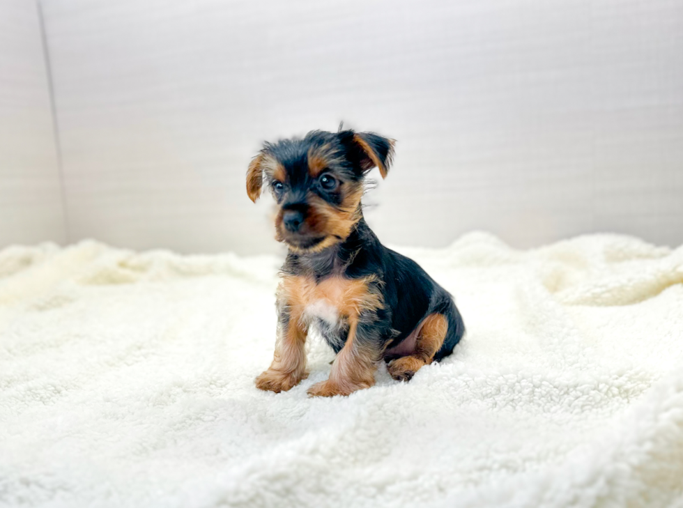 Yorkshire Terrier Pup Being Cute