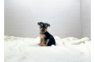 Cute Yorkshire Terrier Purebred Pup