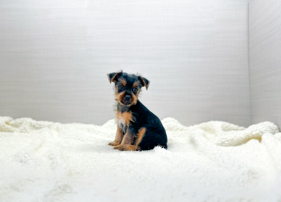 Cute Yorkshire Terrier Purebred Pup