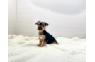 Cute Yorkie Purebred Puppy