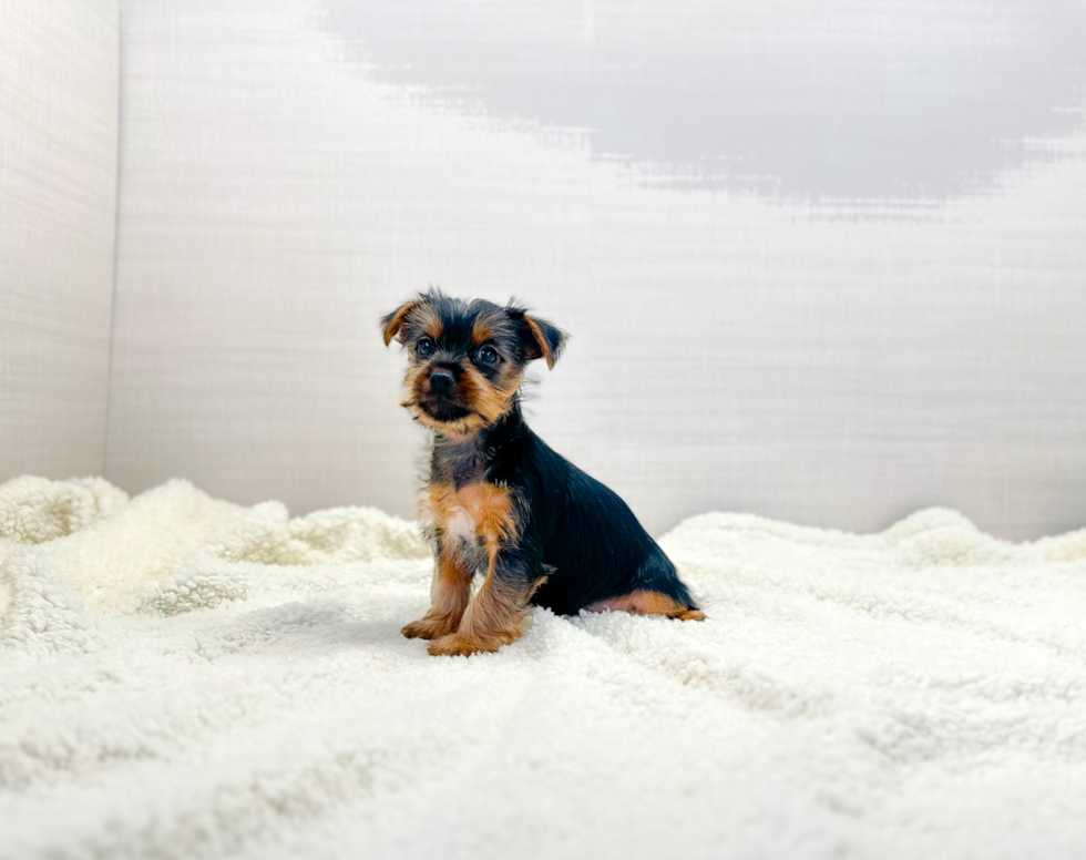 Cute Yorkie Purebred Puppy