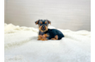 Cute Yorkie Purebred Puppy