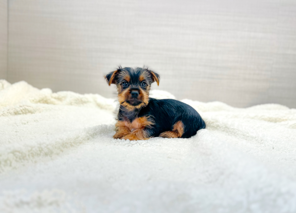 Cute Yorkie Purebred Puppy