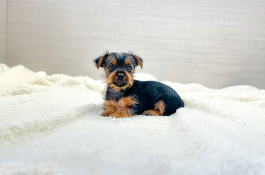 Cute Yorkie Purebred Puppy