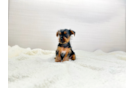 Yorkshire Terrier Puppy for Adoption