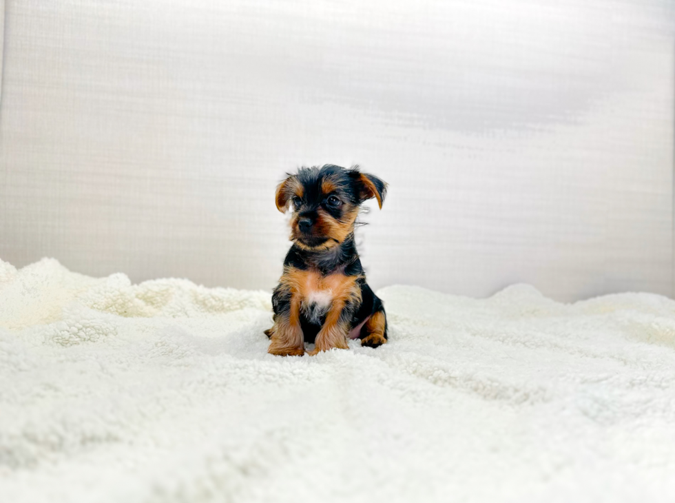 Yorkshire Terrier Puppy for Adoption