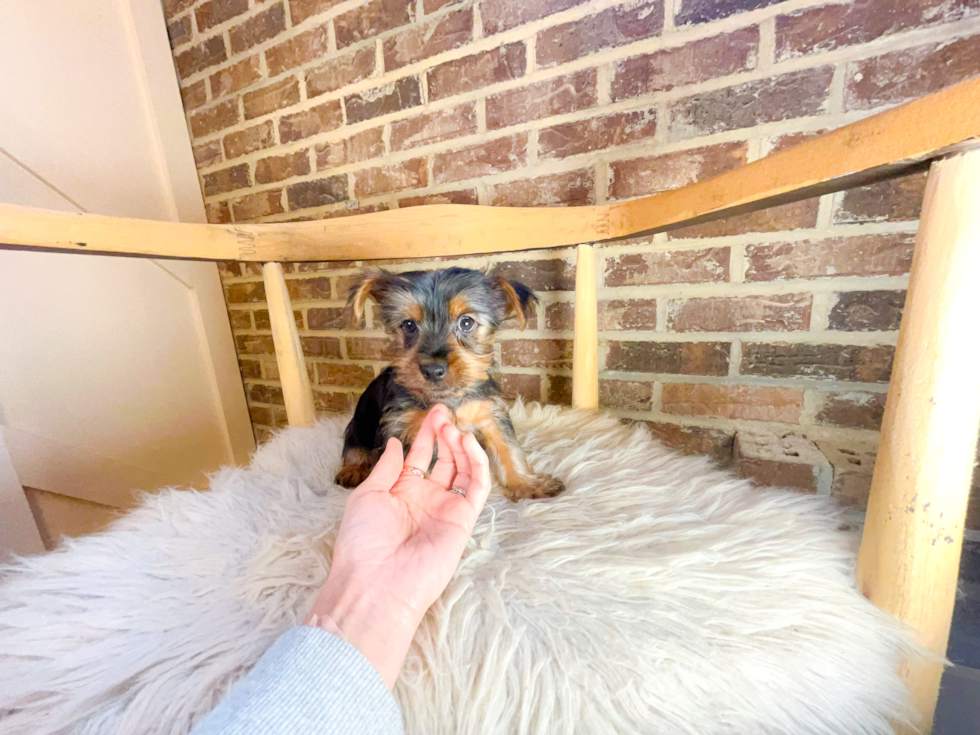 Yorkshire Terrier Pup Being Cute
