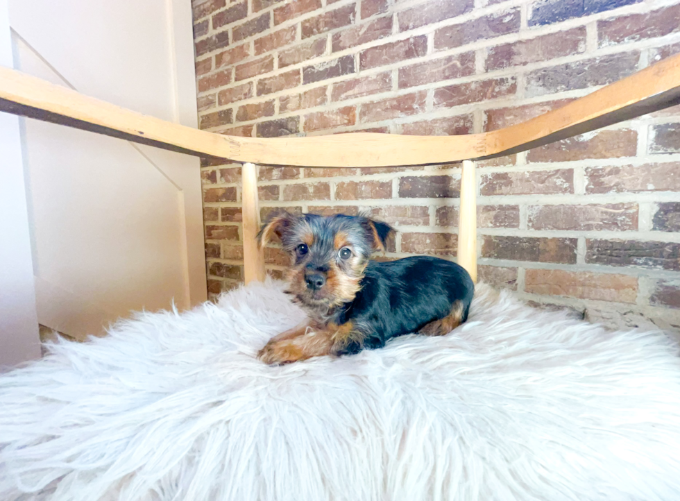 Cute Yorkshire Terrier Baby