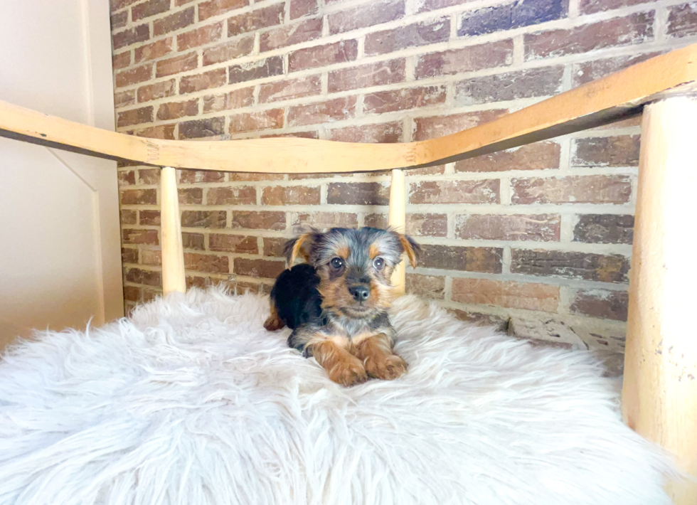 Cute Yorkshire Terrier Purebred Pup