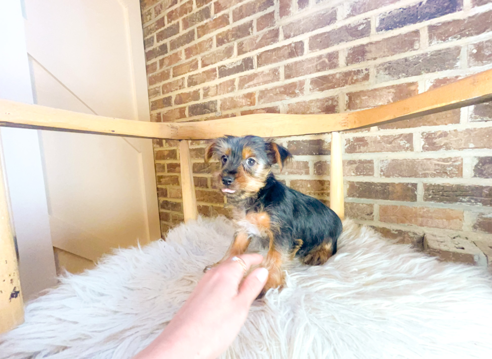 Cute Yorkshire Terrier Purebred Pup