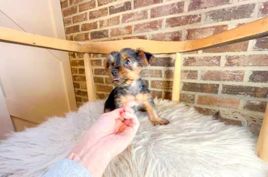 Yorkshire Terrier Pup Being Cute