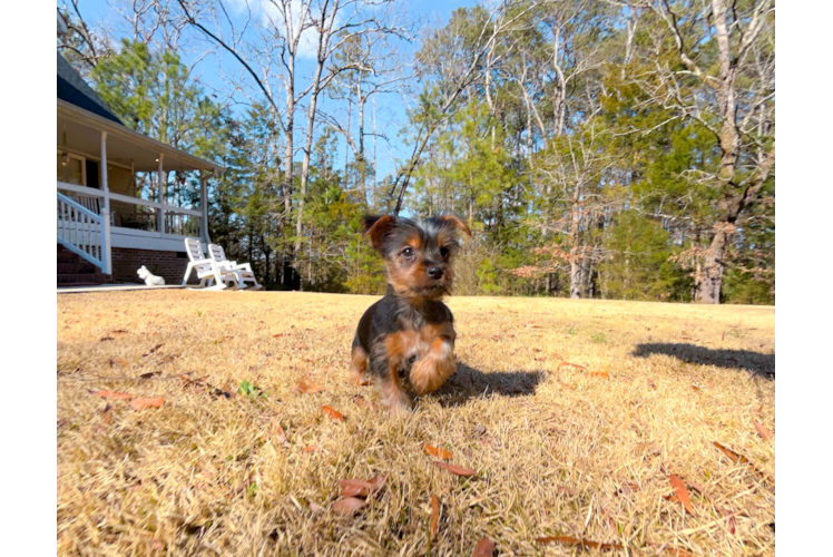 Yorkshire Terrier Puppy for Adoption