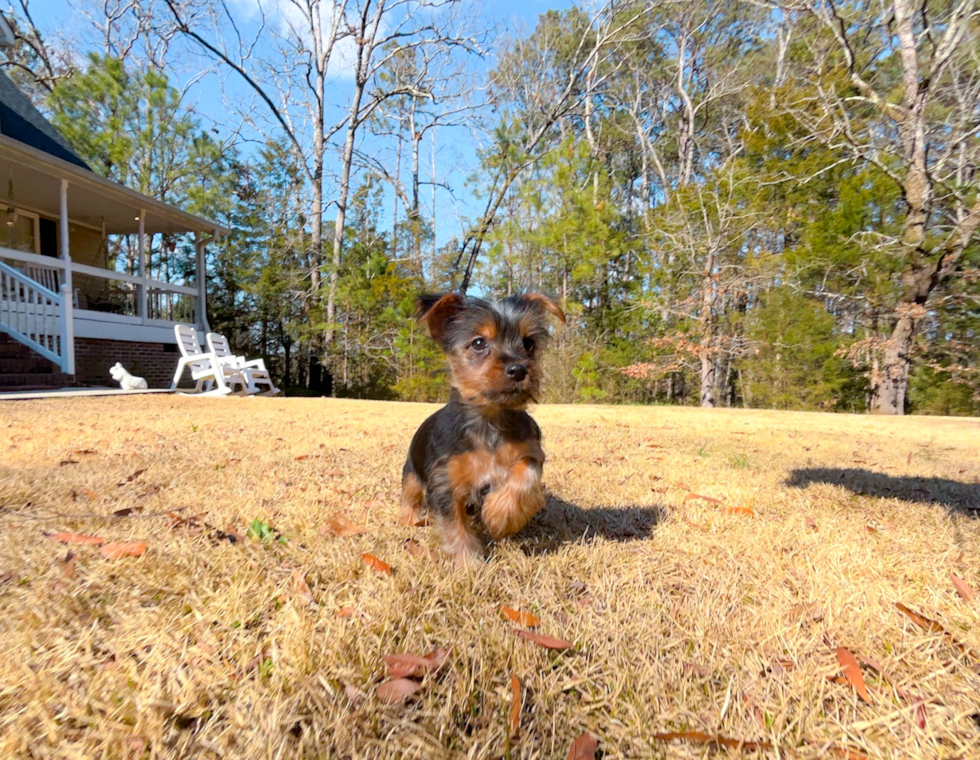 Yorkshire Terrier Puppy for Adoption