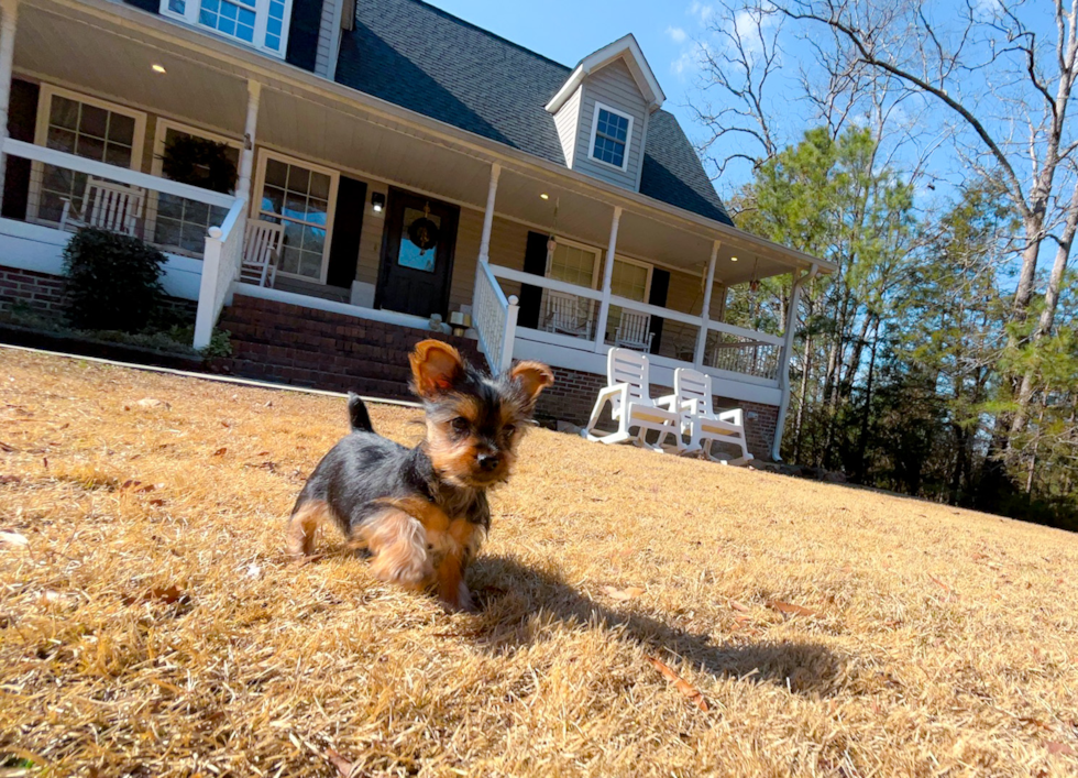 Yorkshire Terrier Puppy for Adoption