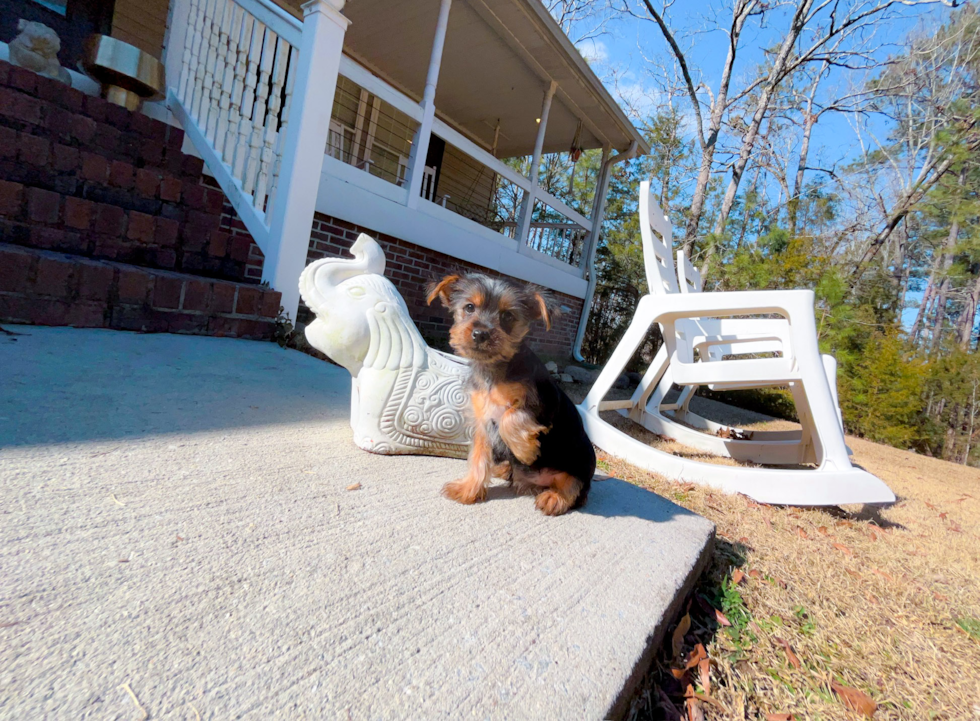 Cute Yorkshire Terrier Baby