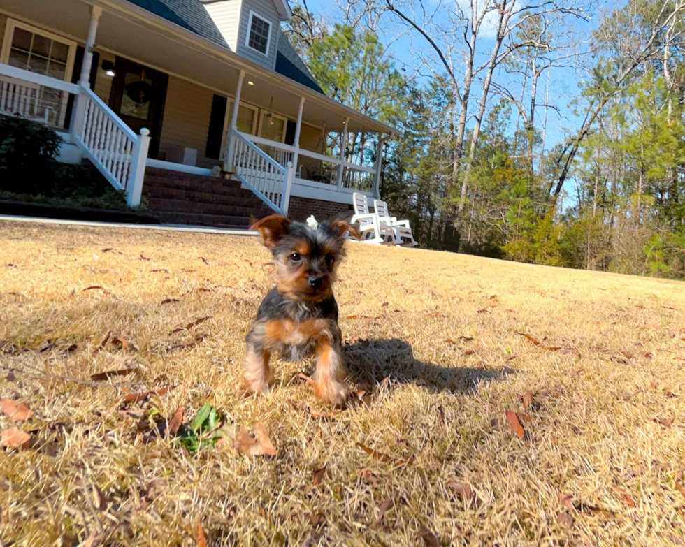 Best Yorkshire Terrier Baby