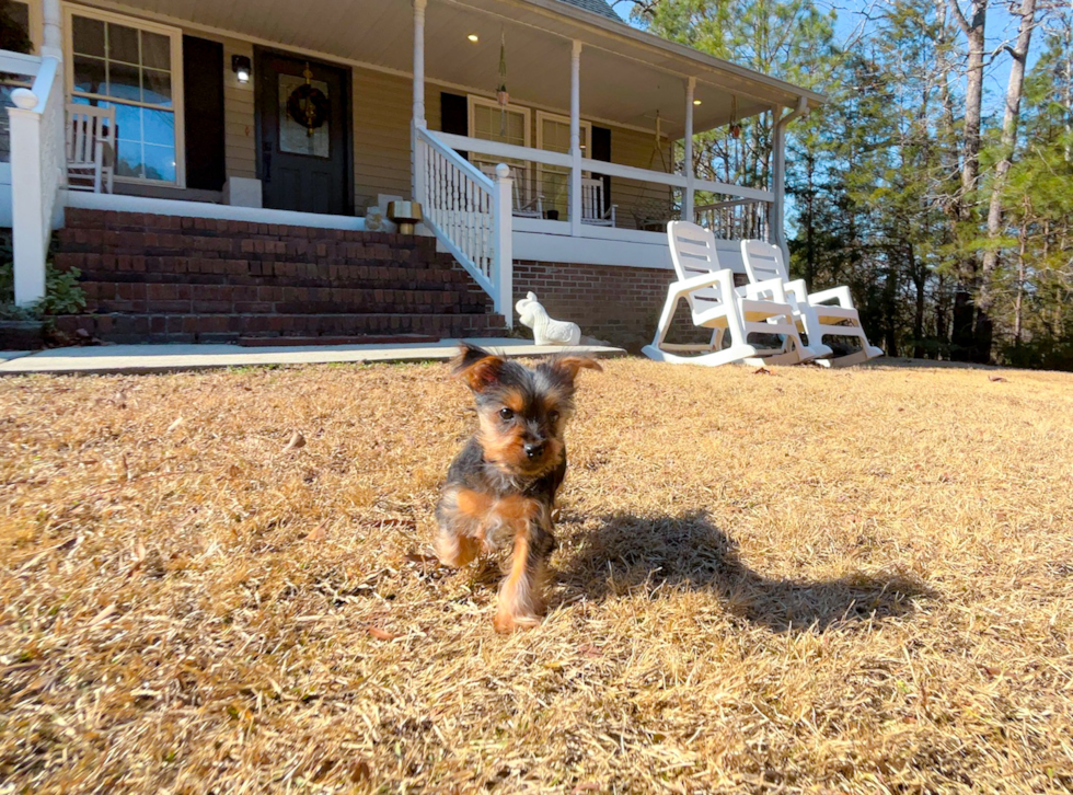 Cute Yorkshire Terrier Purebred Pup