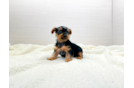 Best Yorkshire Terrier Baby