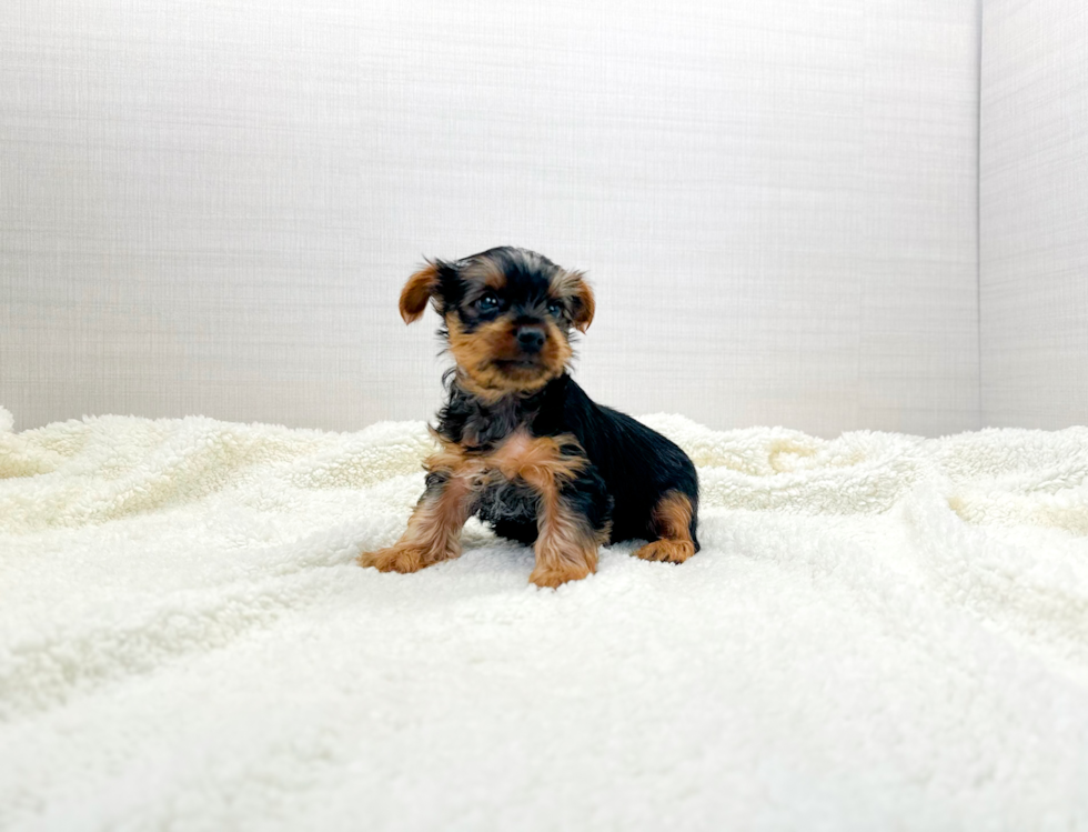 Best Yorkshire Terrier Baby