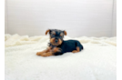 Cute Yorkshire Terrier Baby