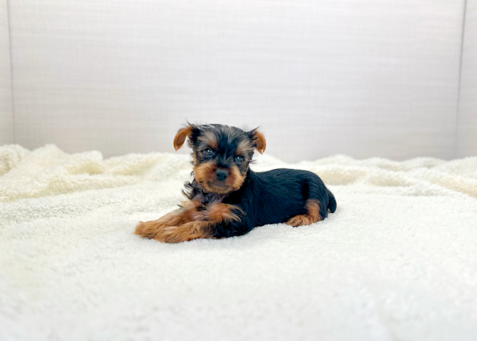 Cute Yorkshire Terrier Baby