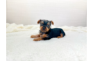 Yorkshire Terrier Puppy for Adoption