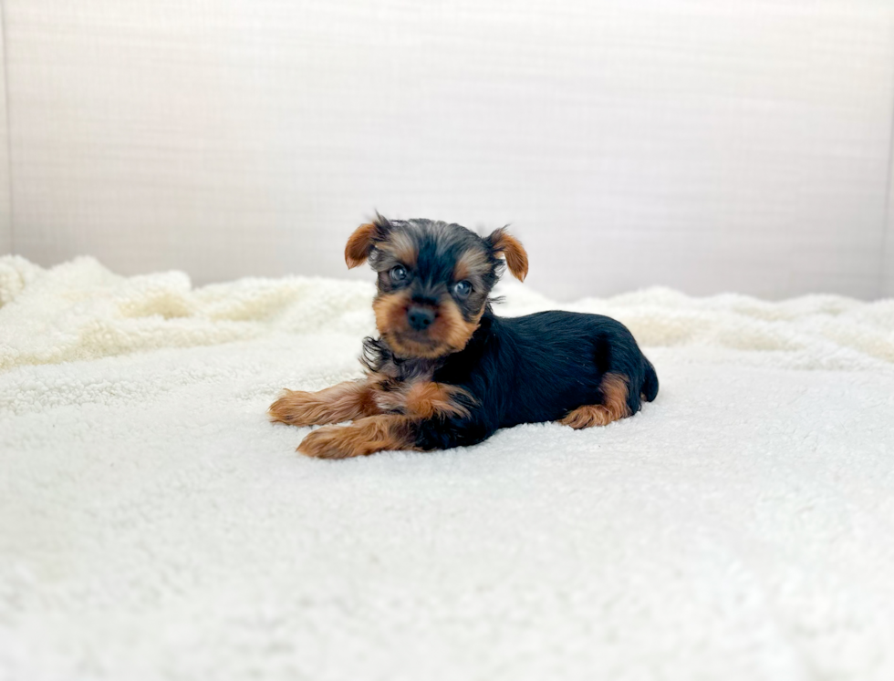 Yorkshire Terrier Puppy for Adoption