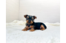 Cute Yorkie Purebred Puppy