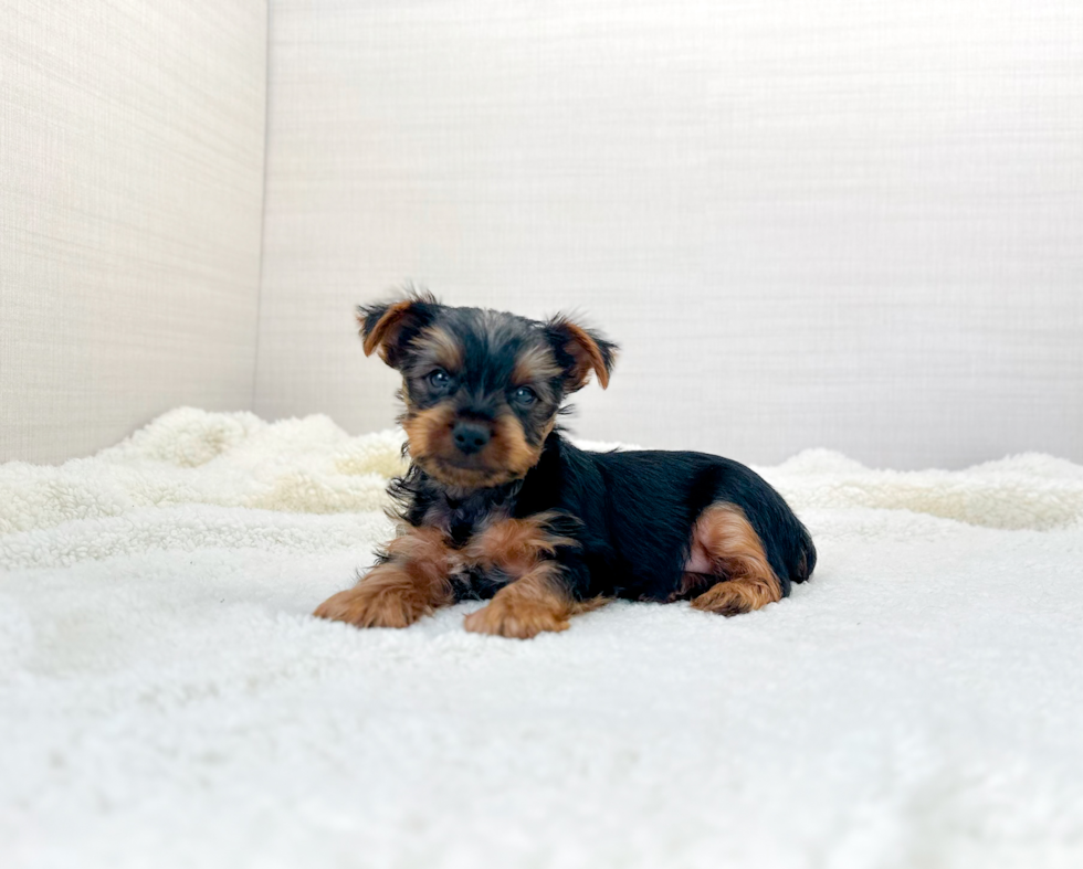 Cute Yorkie Purebred Puppy