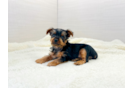 Cute Yorkshire Terrier Baby