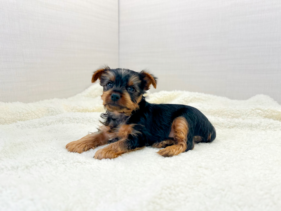 Cute Yorkshire Terrier Baby