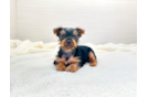 Cute Yorkie Purebred Puppy