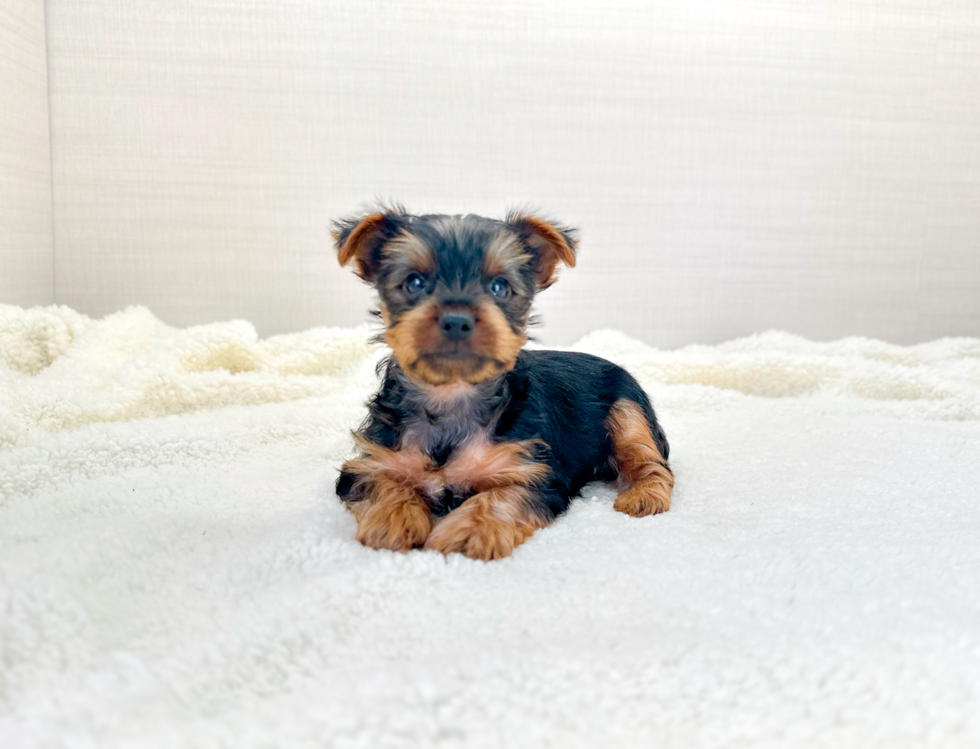 Cute Yorkie Purebred Puppy