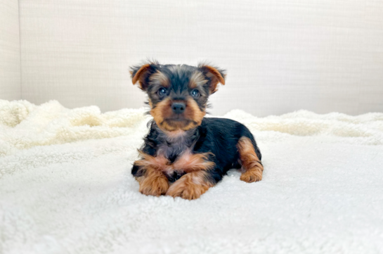 Cute Yorkie Purebred Puppy